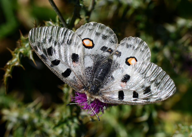 Parnassius apollo